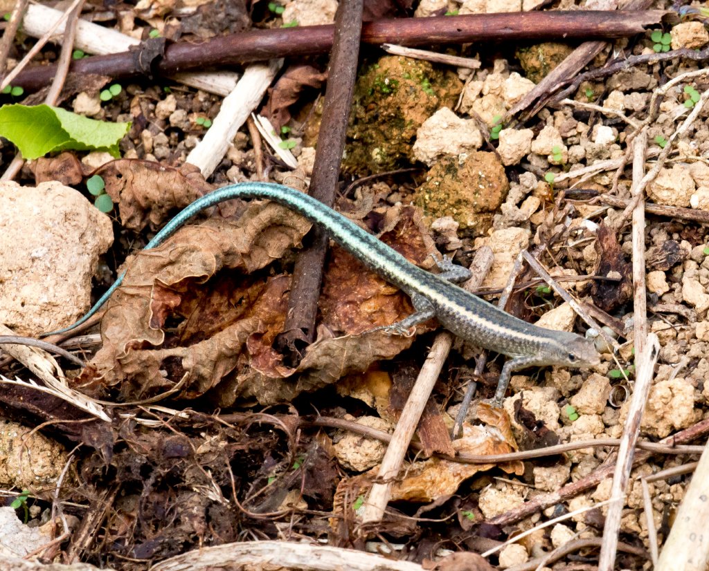 Christmas Island Blue-tailed Skink
