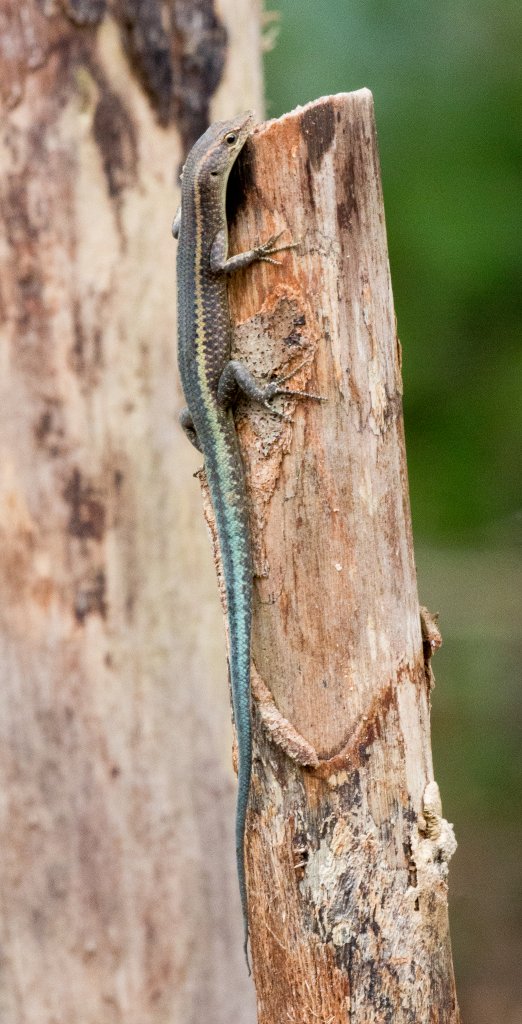 Christmas Island Blue-tailed Skink