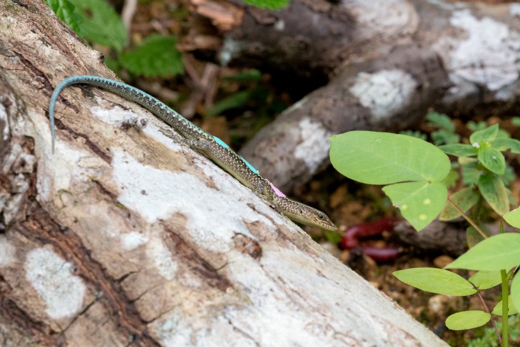 Christmas Island Blue-tailed Skink