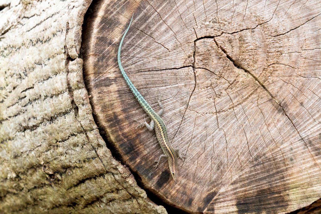Christmas Island Blue-tailed Skink