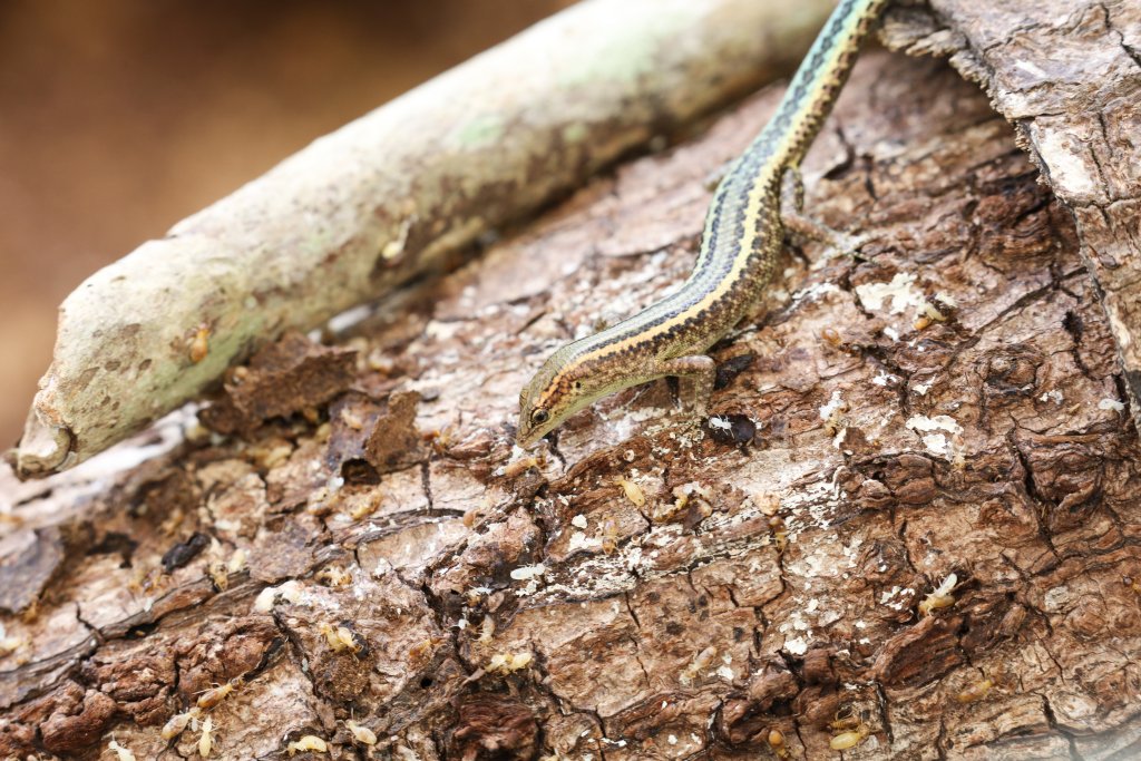 Christmas Island Blue-tailed Skink