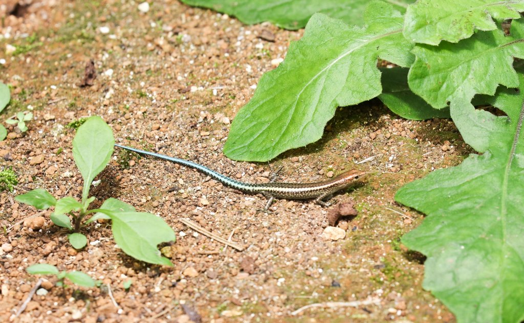 Christmas Island Blue-tailed Skink