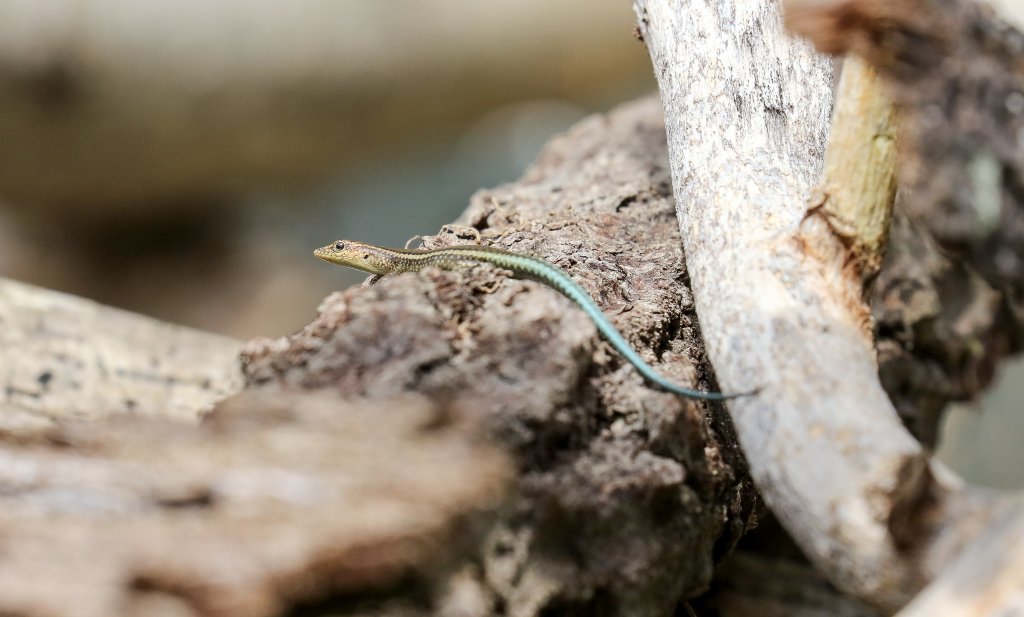 Christmas Island Blue-tailed Skink