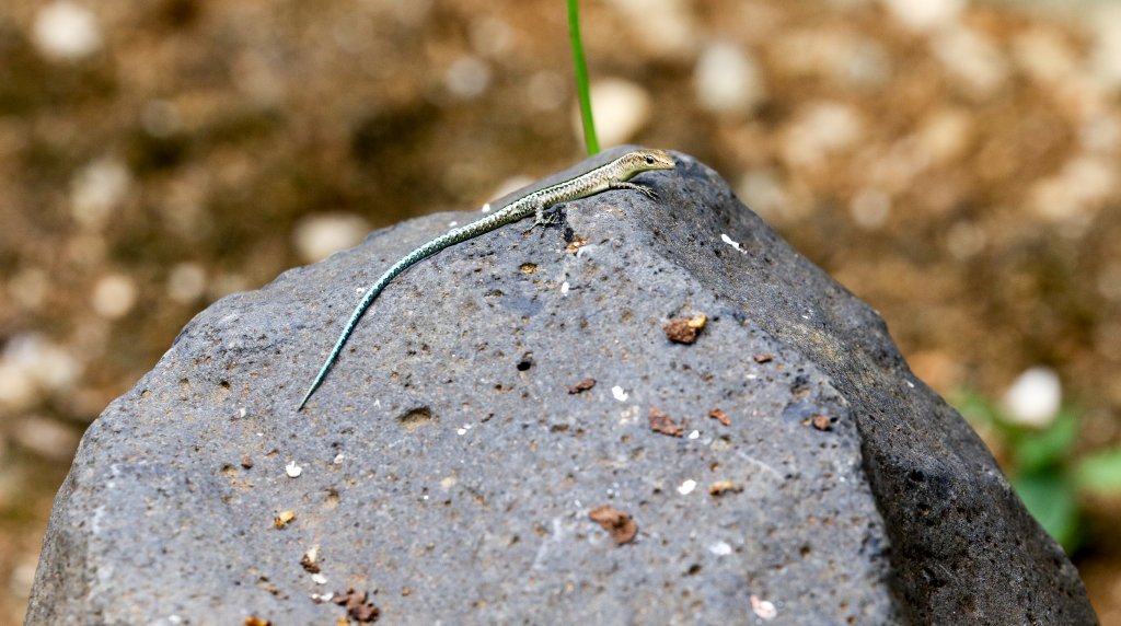 Christmas Island Blue-tailed Skink