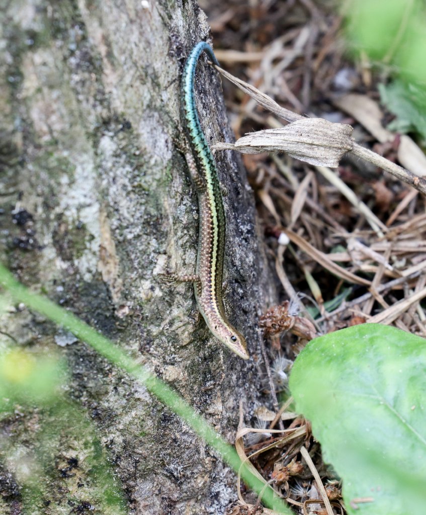 Christmas Island Blue-tailed Skink