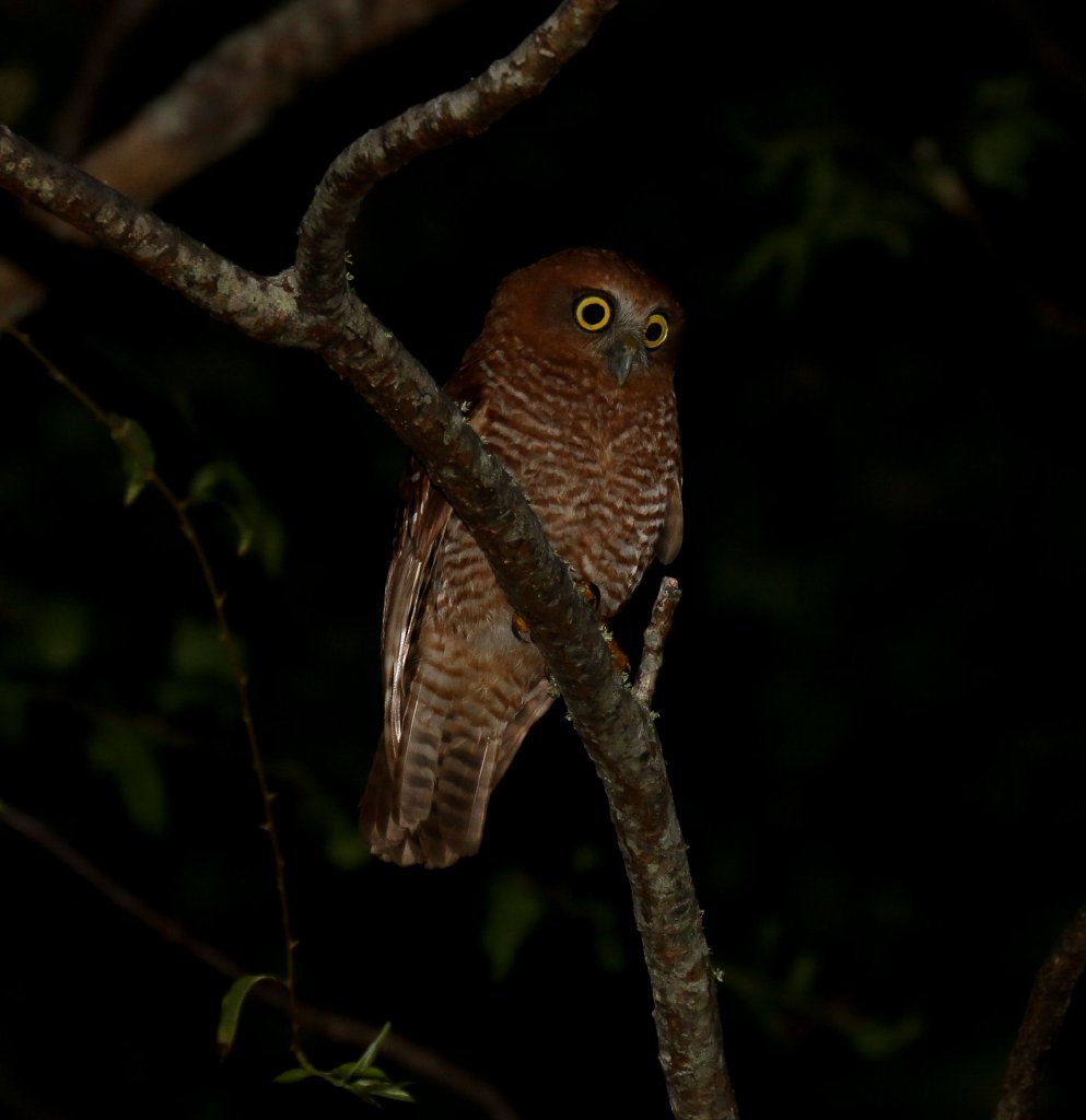 Christmas Island Boobook