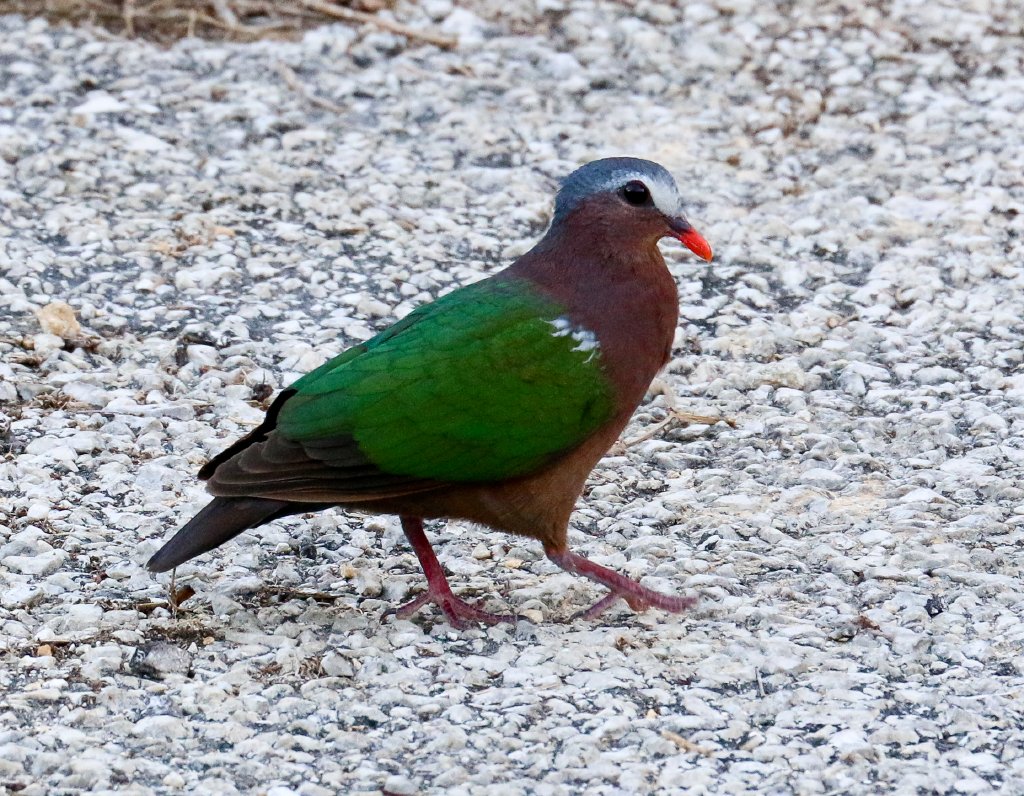Christmas Island Emerald Dove