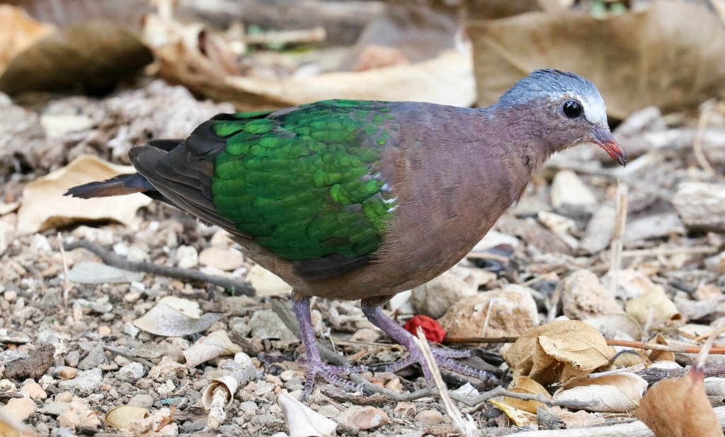 Christmas Island Emerald Dove