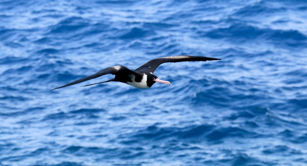 Christmas Island Frigatebird, female