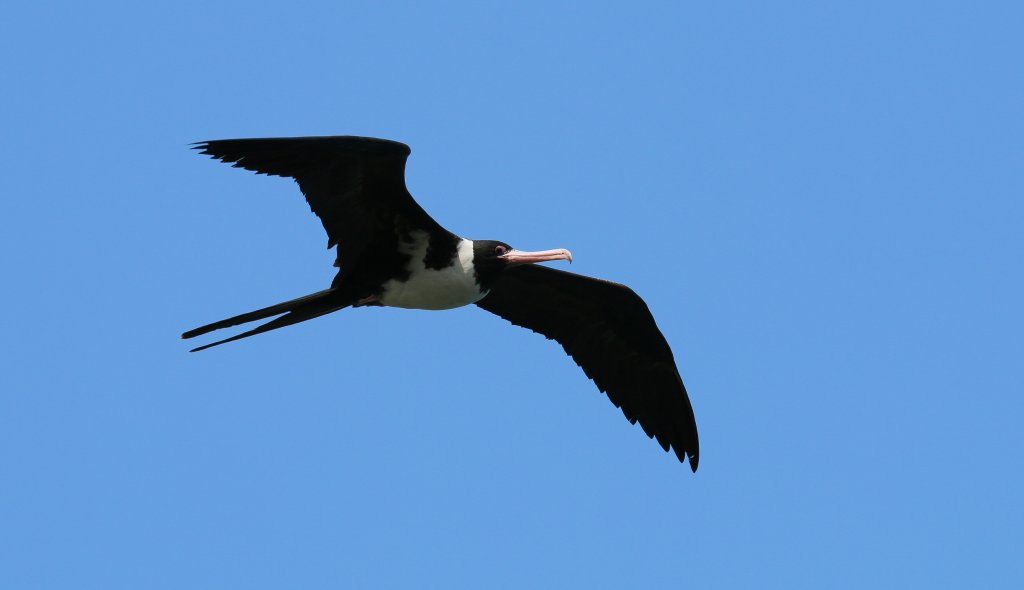 Christmas Island Frigatebird, female