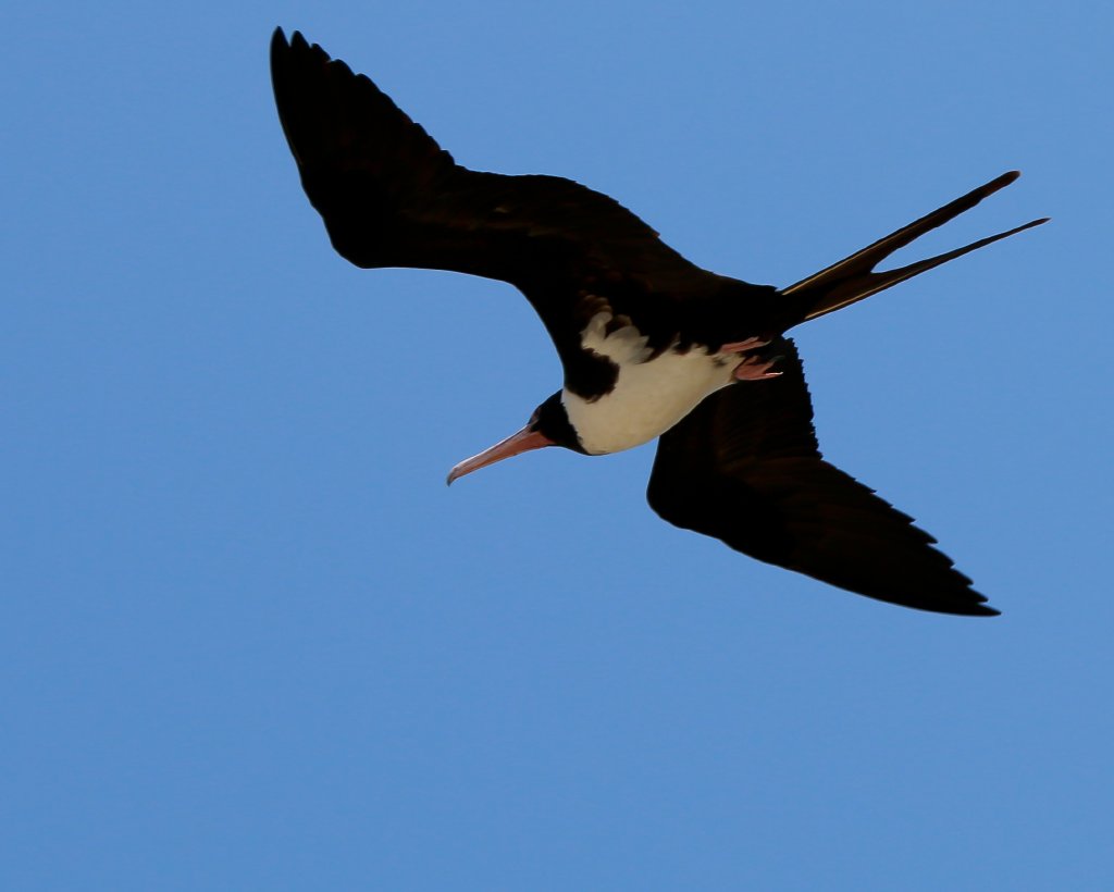 Christmas Island Frigatebird, female