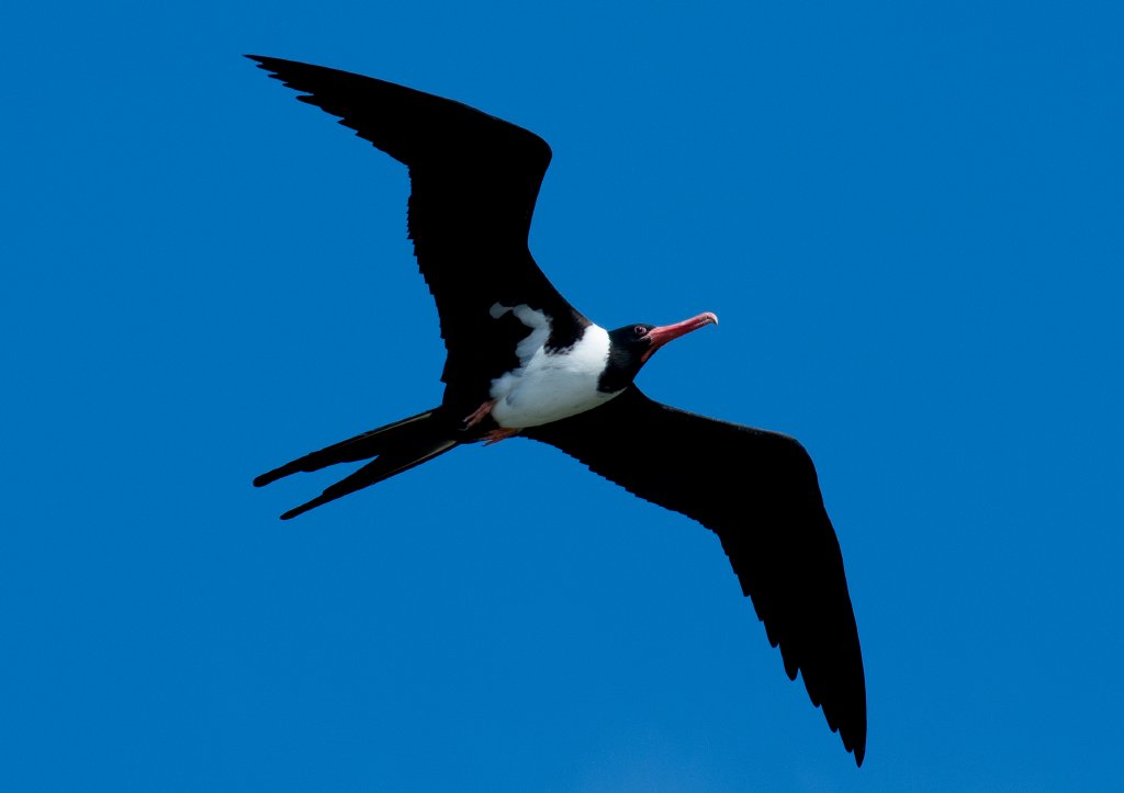 Christmas Island Frigatebird female