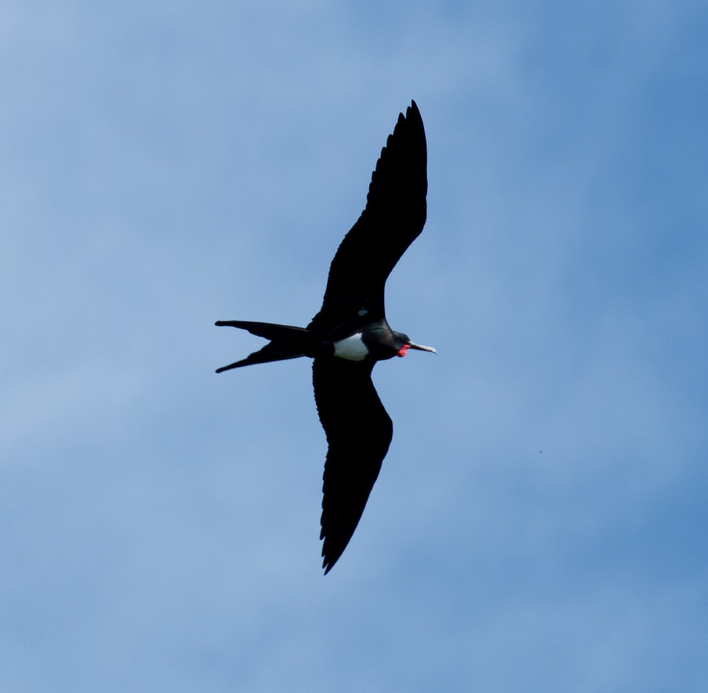 Christmas Island Frigatebird male