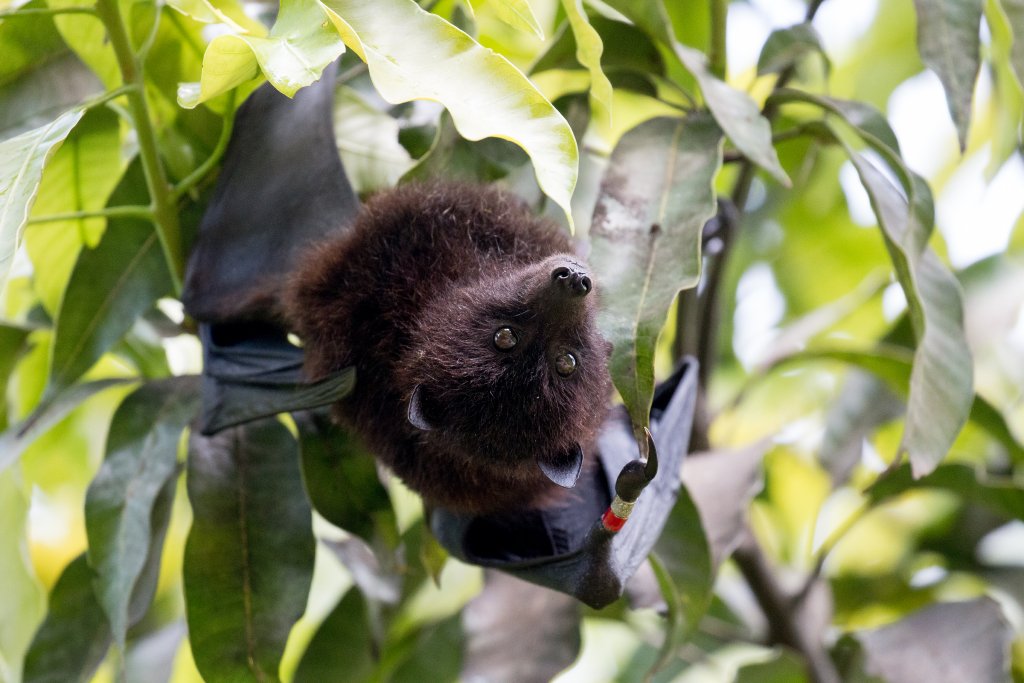 Christmas Island Fruit Bat in a mango tree