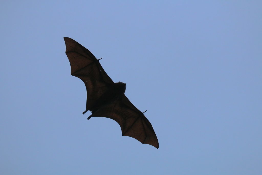 Christmas Island Fruit Bat