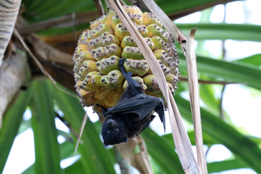 Christmas Island Fruit Bat