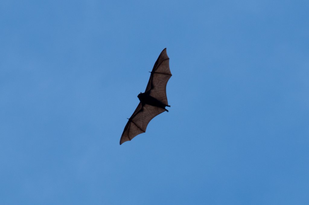 Christmas Island Fruitbat