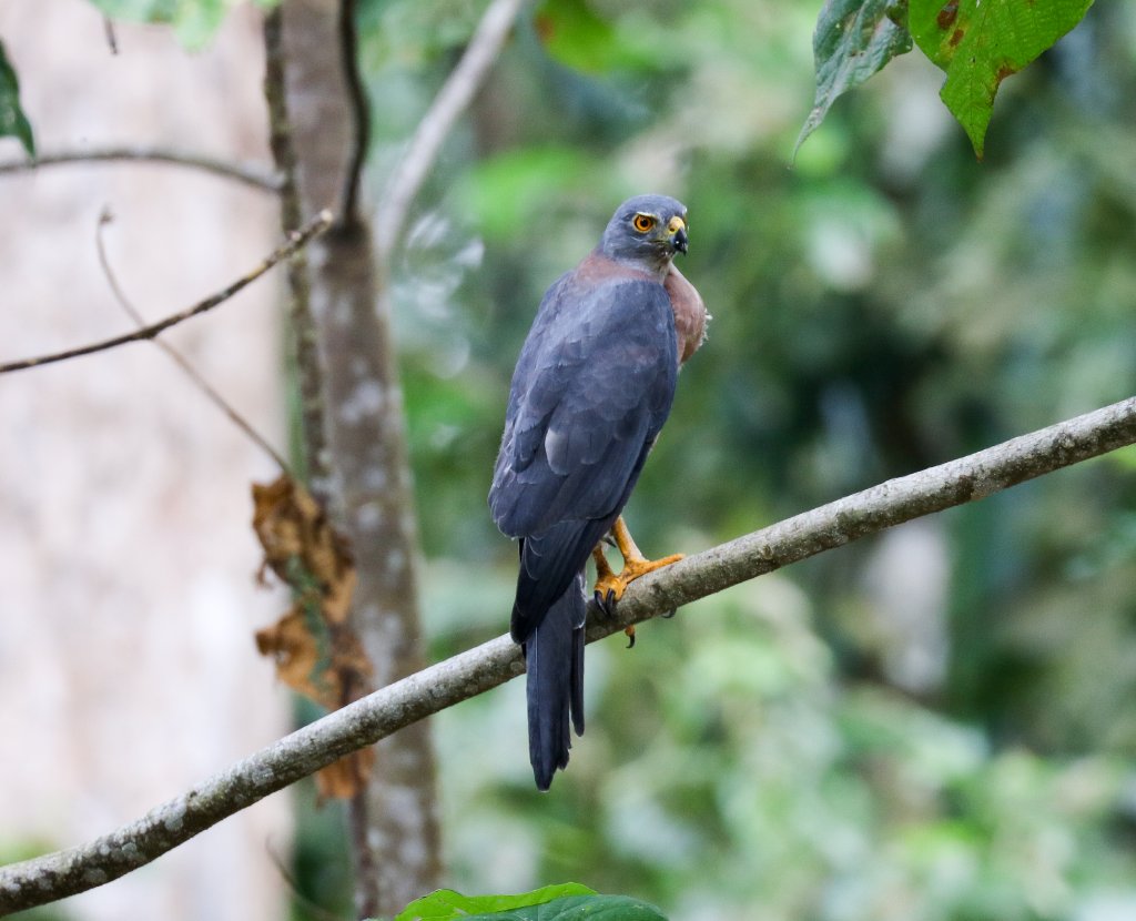 Christmas Island Goshawk female with full crop