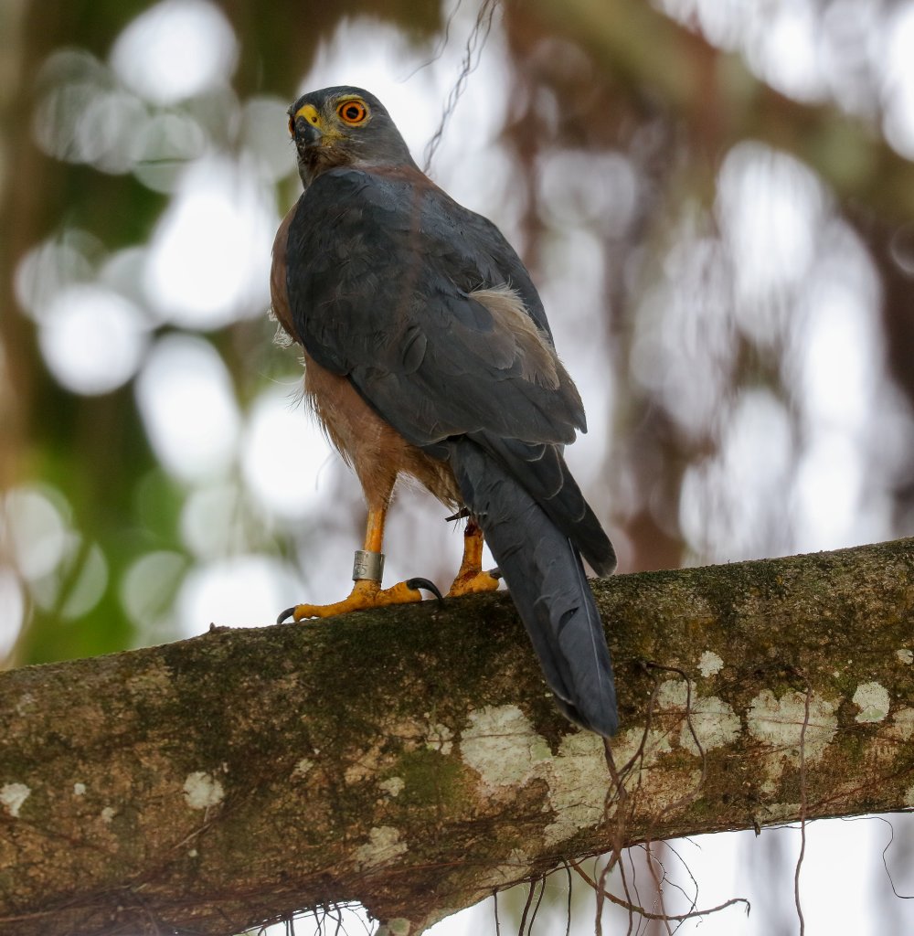 Christmas Island Goshawk female