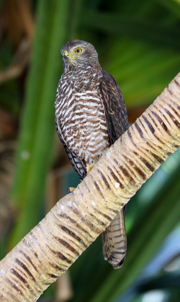 Christmas Island Goshawk, juvenile