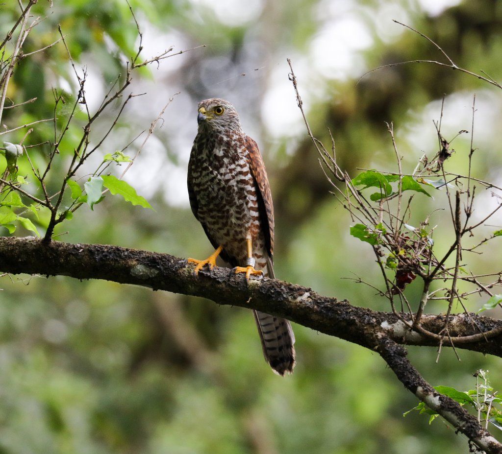 Christmas Island Goshawk juvenile