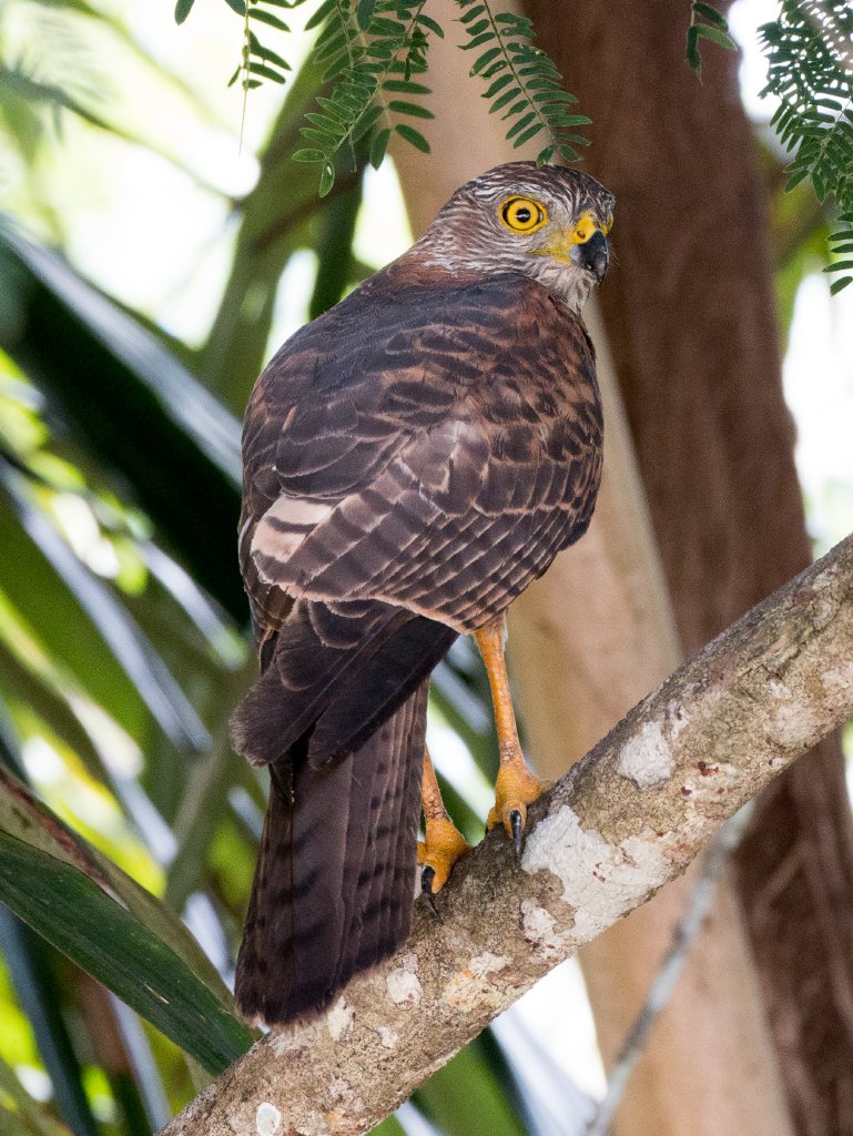 Christmas Island Goshawk