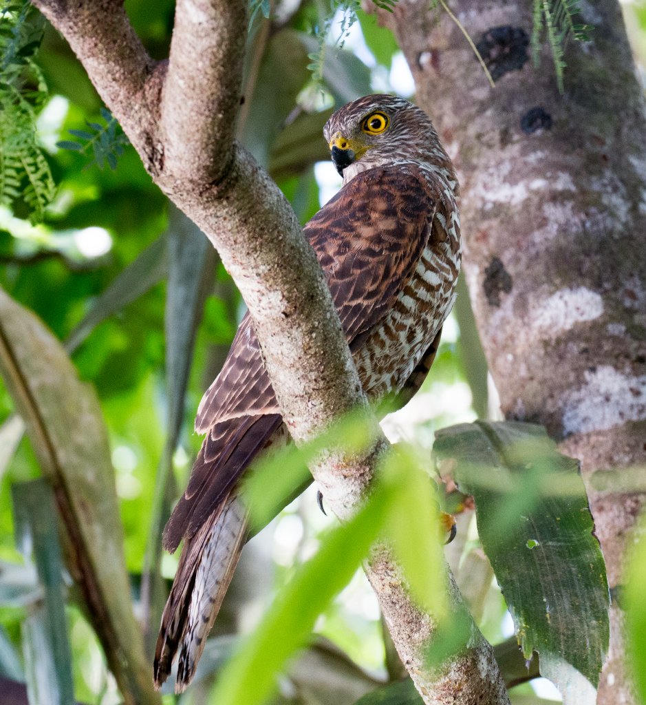 Christmas Island Goshawk