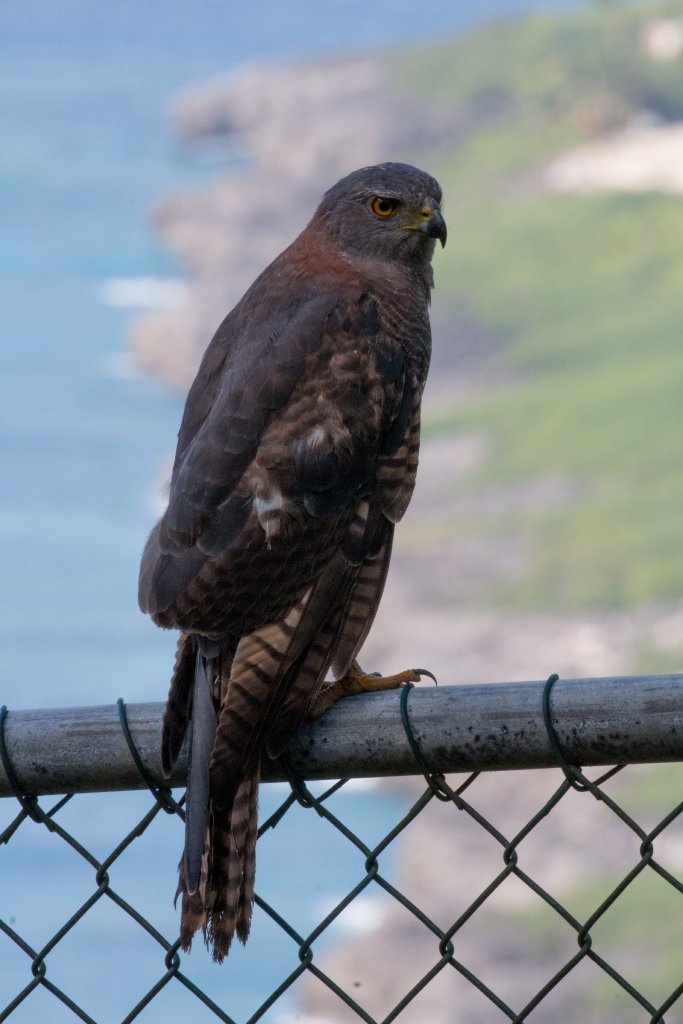 Christmas Island Goshawk