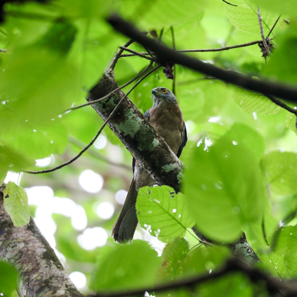 Christmas Island Goshawk