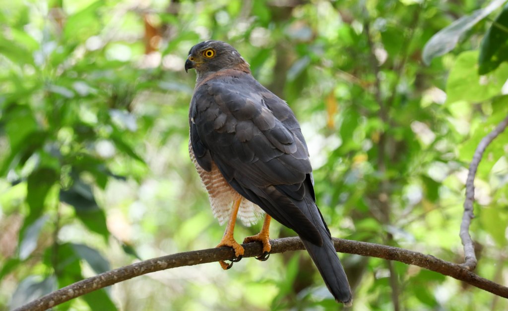 Christmas Island Goshawk