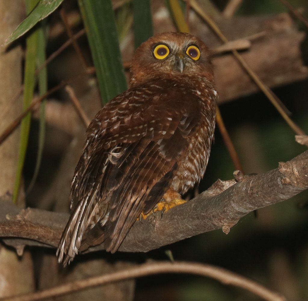 Christmas Island Hawk-owl
