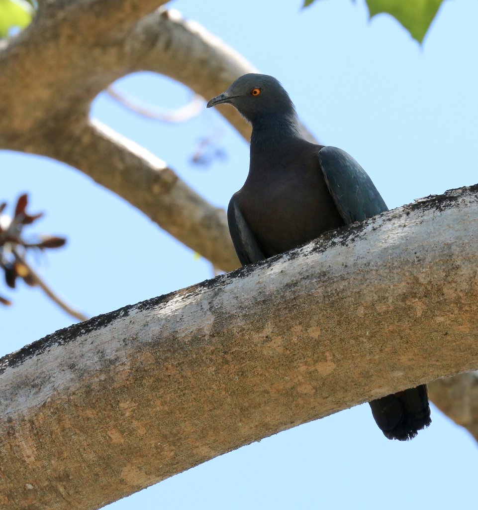 Christmas Island Imperial Pigeon