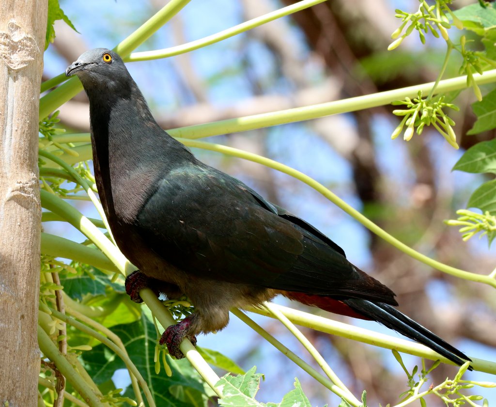 Christmas Island Imperial Pigeon