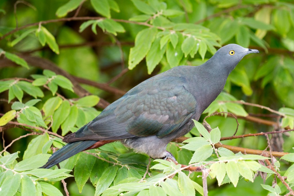 Christmas Island Imperial Pigeon