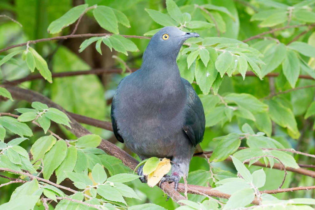 Christmas Island Imperial Pigeon