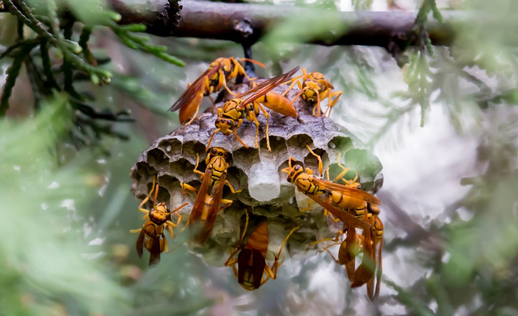 Christmas Island Paper Wasp