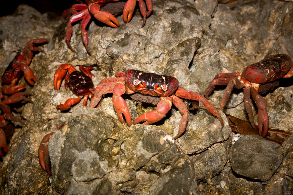 Christmas Island Red Crab female with eggs