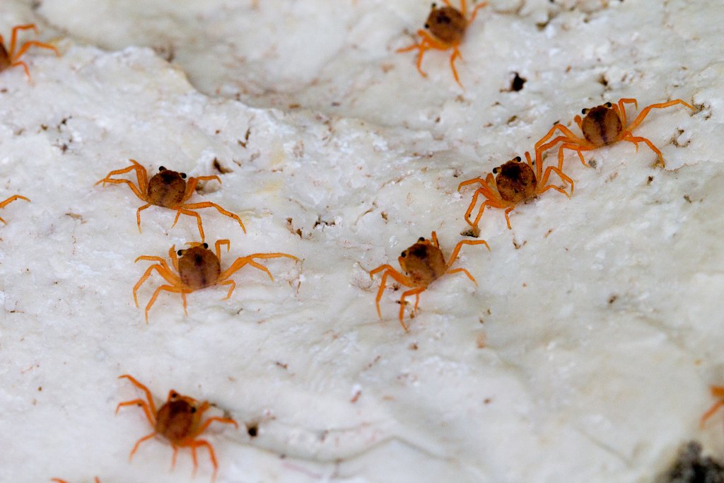 Christmas Island Red Crab megalops