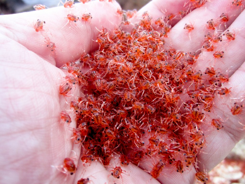 Christmas Island Red Crab megalops