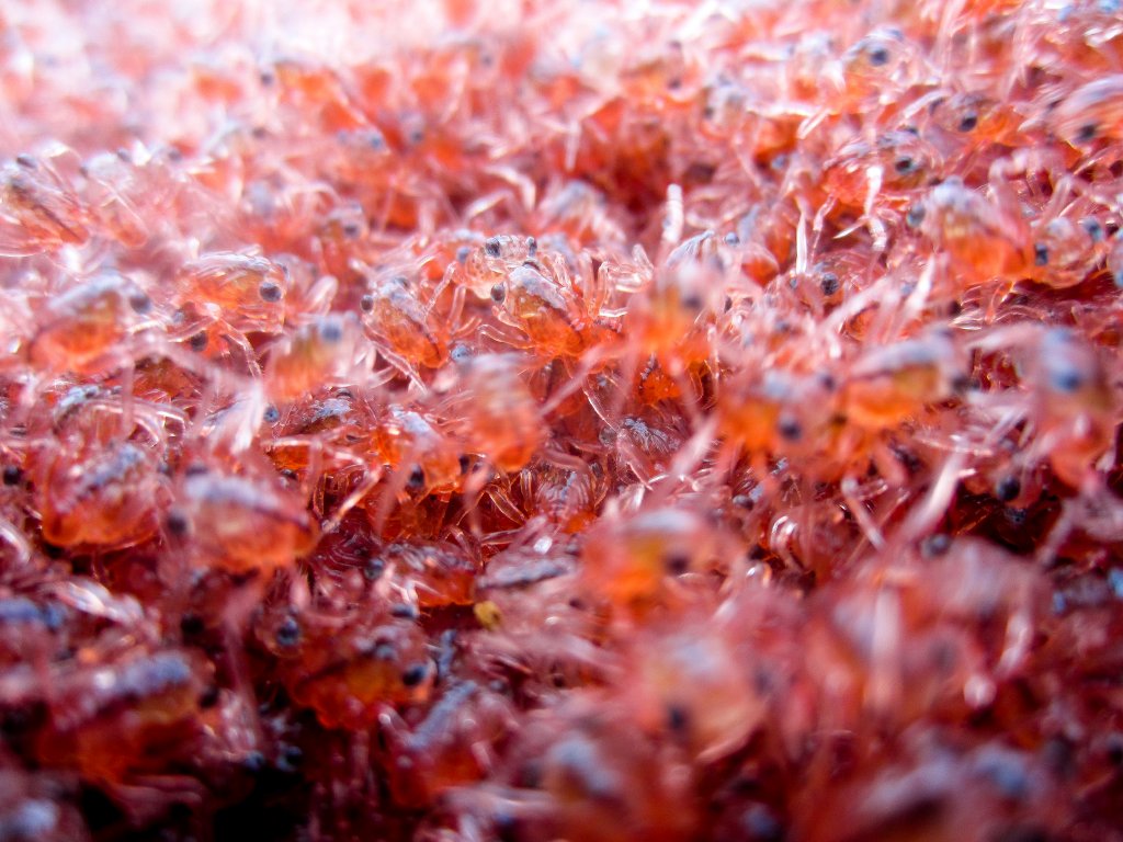 Christmas Island Red Crab megalops