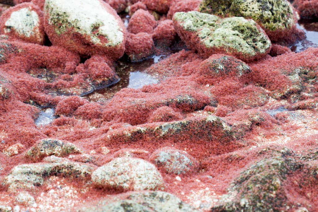 Christmas Island Red Crab megalops