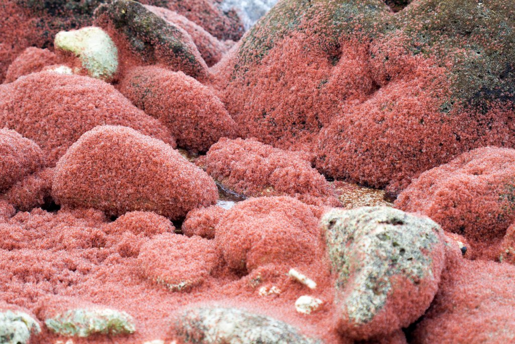 Christmas Island Red Crab megalops