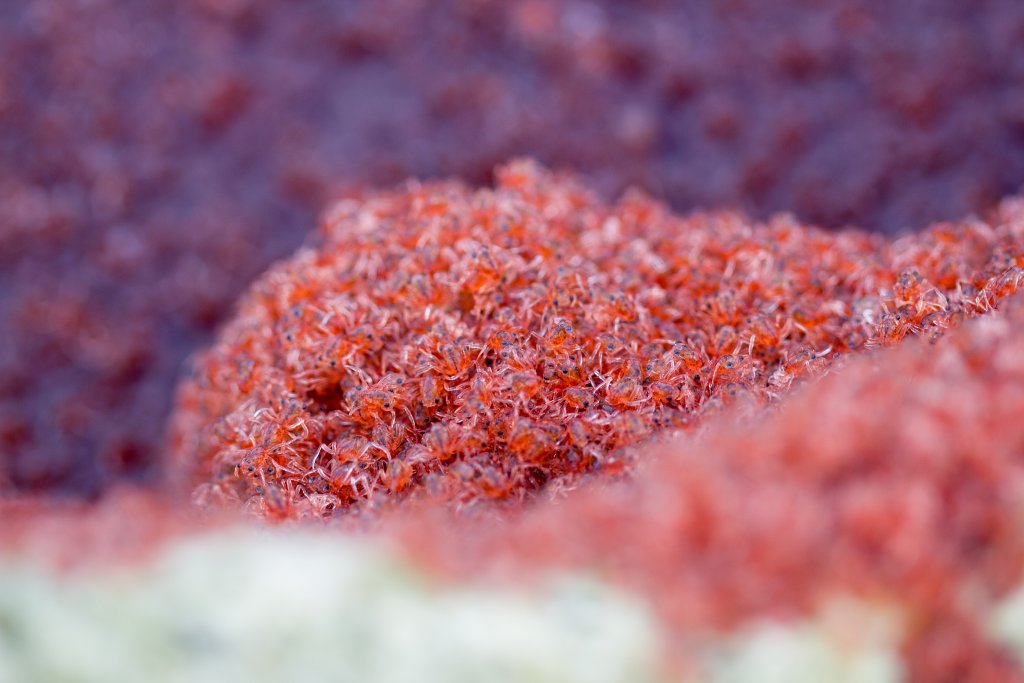 Christmas Island Red Crab megalops