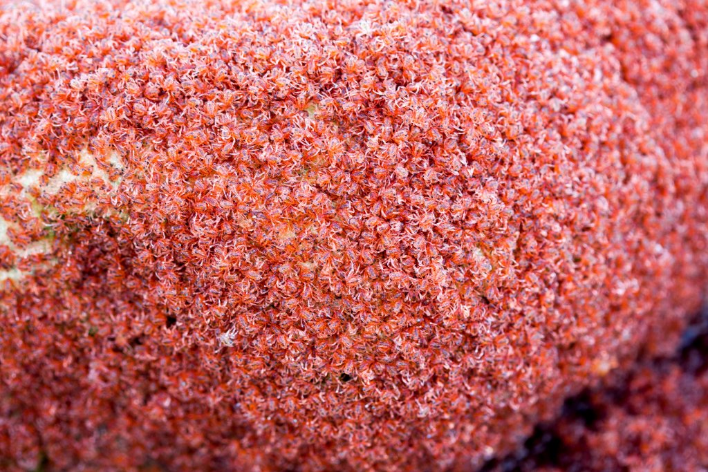 Christmas Island Red Crab megalops