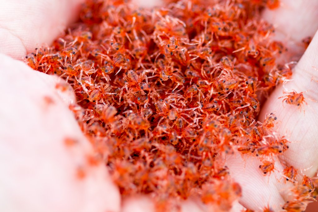 Christmas Island Red Crab megalops