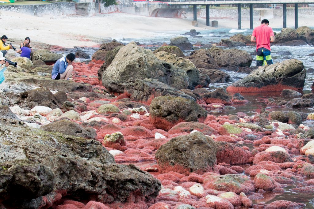 Christmas Island Red Crab megalops
