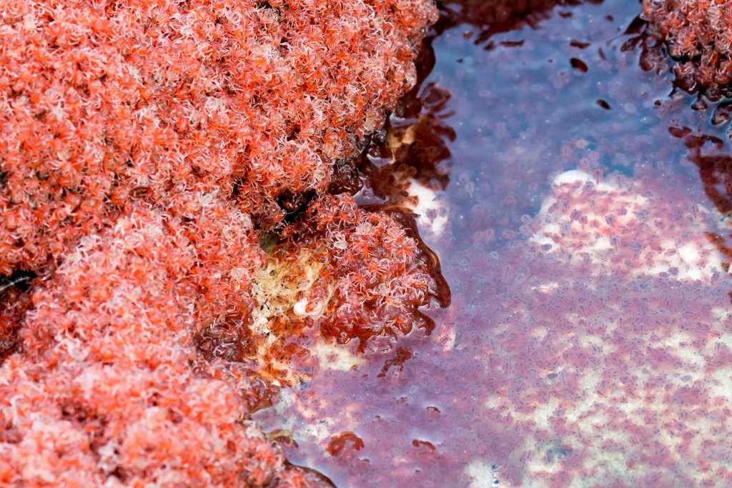 Christmas Island Red Crab megalops