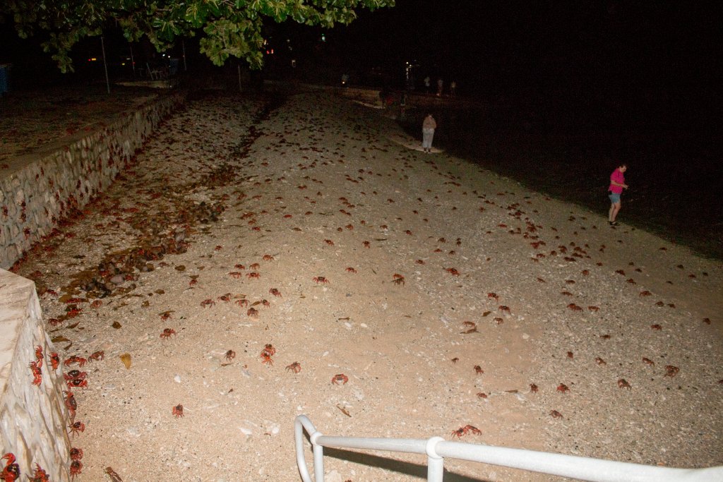 Christmas Island Red Crab spawning