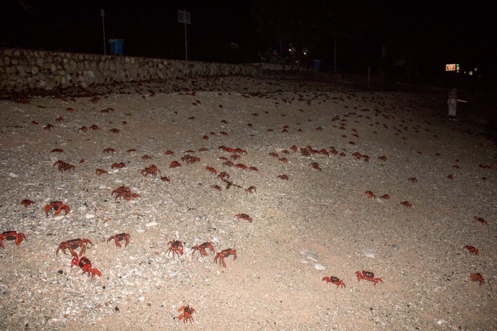 Christmas Island Red Crab spawning