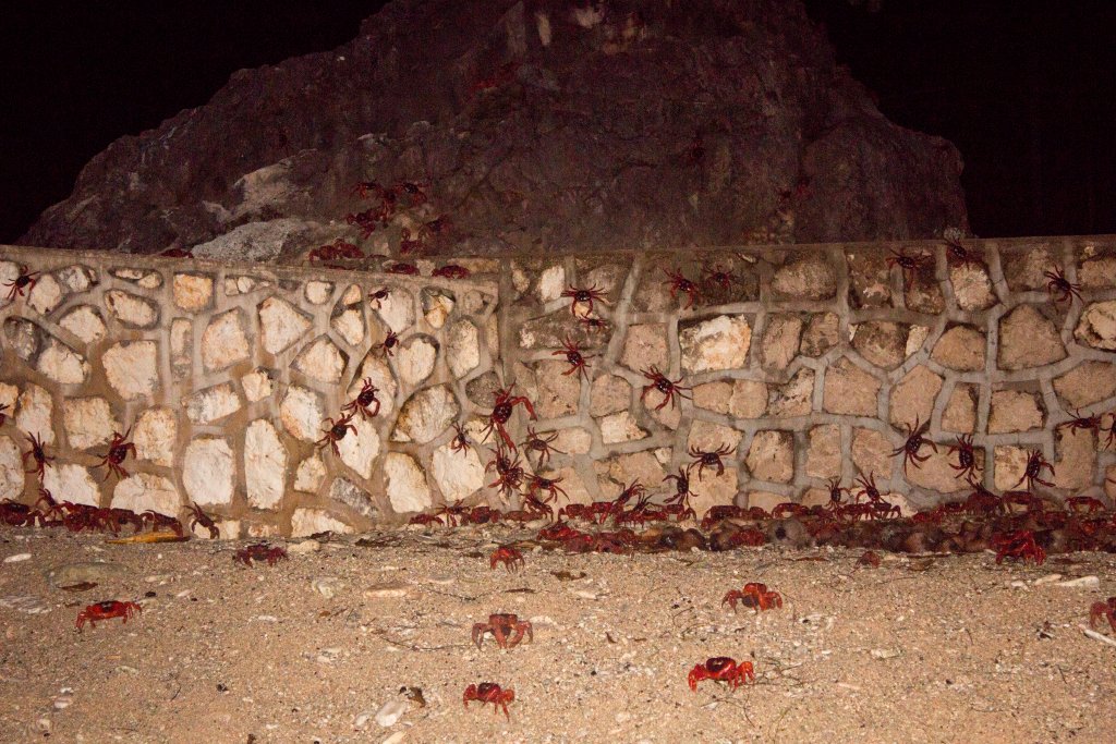 Christmas Island Red Crab spawning